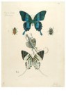 Emilie van Kerckhof (1867-1963 - 
Schmetterlings pupilio schmerzt -
Postkaarten-set - 
A11799-1