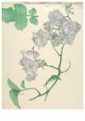 Emilie van Kerckhof (1867-1963 - 
Solanius -
Postkaarten-set - 
A11800-1