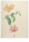 Emilie van Kerckhof (1867-1963 - 
Hibiskus Kandy -
Postkaarten-set - 
A11801-1