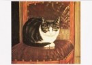 Sal Meijer (1877-1965)  - 
Katze auf Stuhl -
Postkaarten-set - 
A3438-1