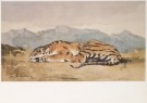 Eugene Delacroix (1798-1863)  - 
Tiger, ca. 1830 -
Postkaarten-set - 
A3505-1