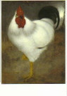 Jan Mankes (1889-1920)  - 
Weißer Hahn -
Postkaarten-set - 
QA11129-1