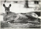 Michael Silver  - 
Silver / Relaxing kangaroo / WPP -
Wenskaarten-set - 
QB018-1