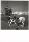 Ad Windig (1912-1996)  - 
A.Windig/Bloemendaal schip -
Postkaarten-set - 
QB3036-1